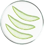 Aloe