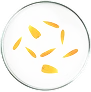Caléndula
